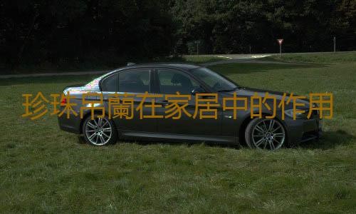 珍珠吊蘭在家居中的作用