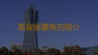 高背金龍魚的簡介 